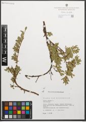 Foto von Salix retusa L.